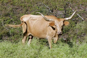 Texas Longhorn Cow