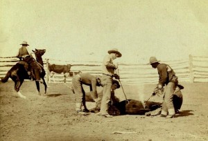 Cattle Branding in 1888